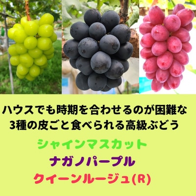 【先行受付・数量限定】 高級ぶどう3種セット(各1房) ー2025年7月中旬より発送