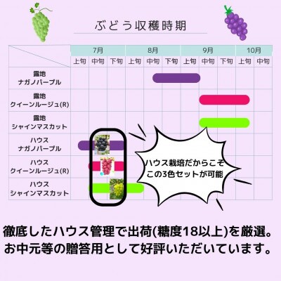 【先行受付・数量限定】 高級ぶどう3種セット(各1房) ー2025年7月中旬より発送