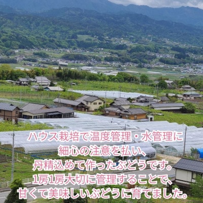 【贈答用ハウス栽培】こだわりのクイーンルージュ(R) 2房1.2kg以上 2026年7月中旬より発送