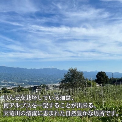 シナノリップ 3kg箱【8月中旬より順次発送】