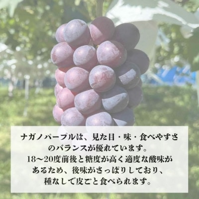 ナガノパープル2kg