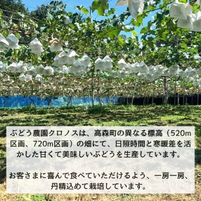 訳ありナガノパープル2kg