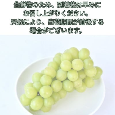 訳ありシャインマスカット2kg