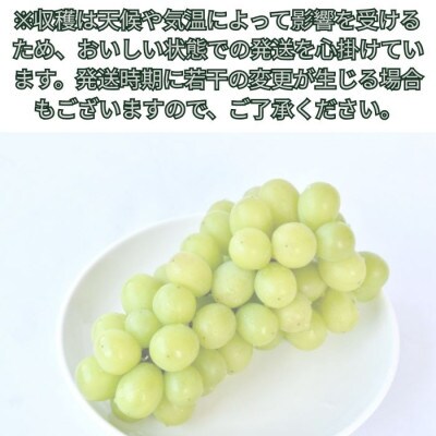 シャインマスカット 1kg