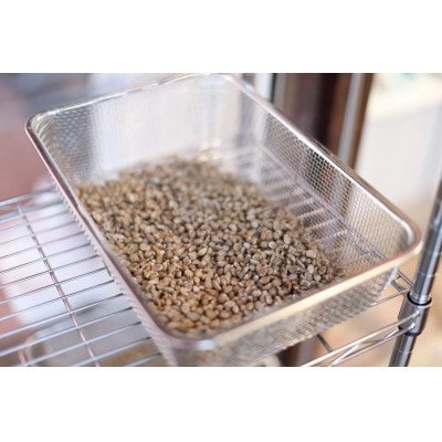 ゲイシャ　中煎り　250g＜粉＞