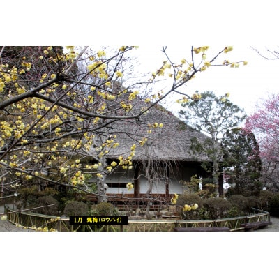 京王百草園年間パスポート　1枚