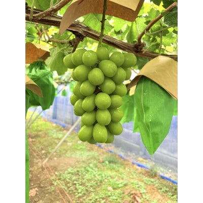 シャインマスカット約2kg箱詰め