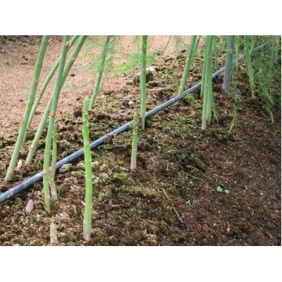 アスパラガス　A品　2Lサイズ　1kg(約30本)【野菜】