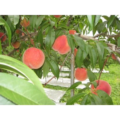 桃　3kg(8玉～11玉)　品種おまかせ　化粧箱 【果物/白桃】