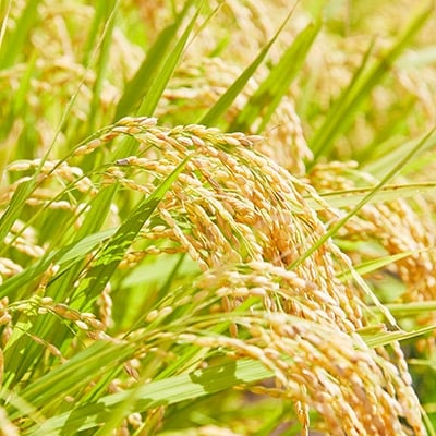令和6年産　山形県産　雪若丸　4kg