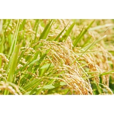 令和6年産　山形県産　はえぬき　玄米　10kg