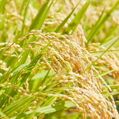 山形県川西町産米　つや姫・雪若丸　計4kg　令和3年産