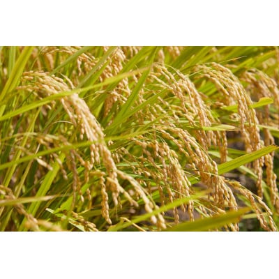 令和7年産　山形県産　つや姫　無洗米　4kg