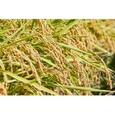 先行予約 令和8年産　山形県産 つや姫　無洗米4kg(2kg×2袋)
