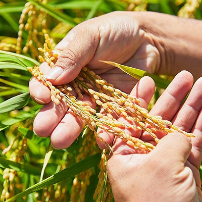 【毎月定期便】山形県産米「はえぬき」玄米 5kg(5kg×1袋)全6回