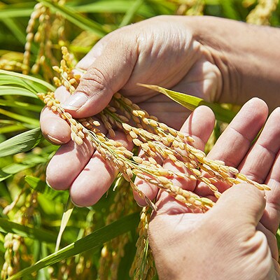 【毎月定期便】山形県産　つや姫　玄米　5kg全6回