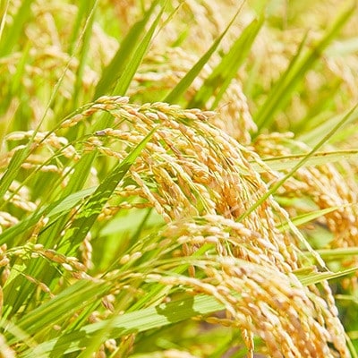 【毎月定期便】山形県産特別栽培米「つや姫」5kg(5kg×1袋)全3回