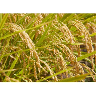 【発送月固定定期便】はえぬき　精米　5kg　全6回