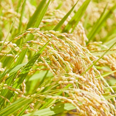 2023年9月発送開始『定期便』山形県産　はえぬき　5kg(5kg×1袋)全6回