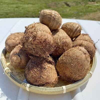 農家直送 土付き里芋 大和早生 2kg お礼品詳細 ふるさと納税なら さとふる 農家直送 土付き里芋 大和早生 2kg お礼品詳細 ふるさと納税なら さとふる