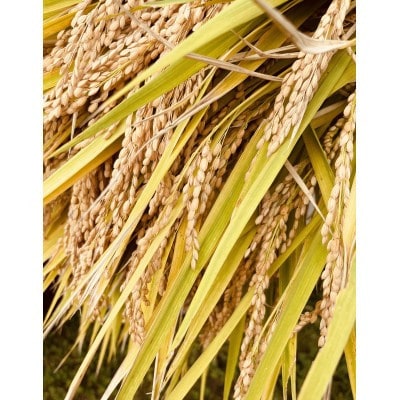 【令和7年産】【特別栽培米】栽培期間中 農薬化学肥料5割減　つや姫　玄米30kg