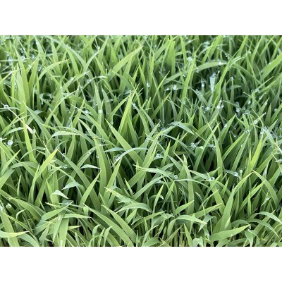 【発送月固定定期便】特別栽培米つや姫玄米　農薬・化学肥料栽培期間中不使用4kg(2kg×2)全10回