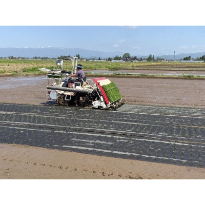 【令和7年産】栽培期間中農薬不使用米 つや姫玄米 10kg