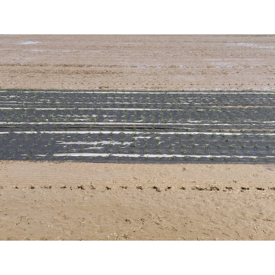 【令和7年産】栽培期間中農薬不使用米 つや姫精米 10kg