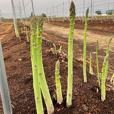 【令和8年産】先行受付!春芽アスパラガス約1kg(L～2Lサイズ 25～45本前後)