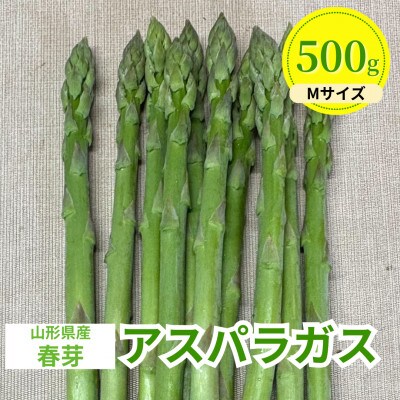 【先行予約】令和9年 山形県川西町産 雪国春アスパラガス Mサイズ　500g