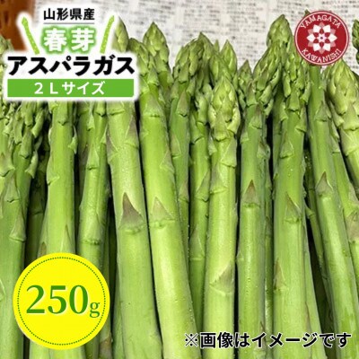 【先行予約】令和9年 山形県川西町産雪国春アスパラガス (極太) 2Lサイズ　250g