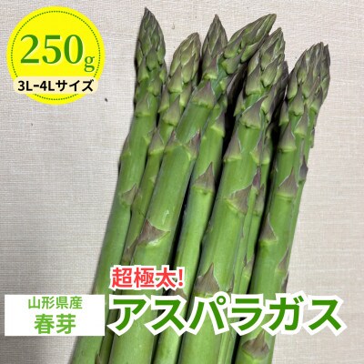【先行予約】令和9年 山形県川西町産 雪国春アスパラガス (超極太)3L～4Lサイズ　250g