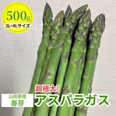 【先行予約】令和9年 山形県川西町産 雪国春アスパラガス (超極太) 3L～4Lサイズ　500g