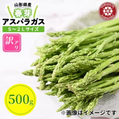 【先行予約】令和9年 山形県川西町産 雪国春アスパラガス 訳あり(不揃い) S～2Lサイズ　500g