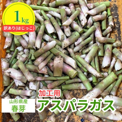 【先行予約】令和9年 山形県川西町産 雪国春アスパラガス 訳あり(はじっこ)加工用　1kg