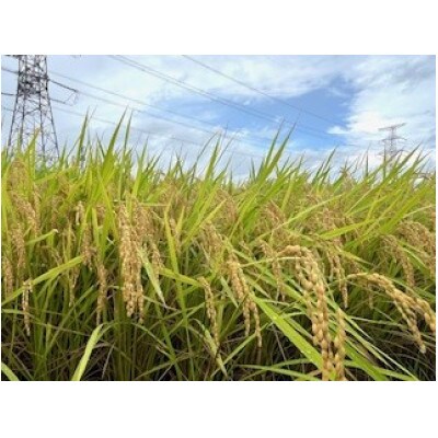 令和6年産 山形県産【雪若丸】精米 5kg(5kg×1袋)