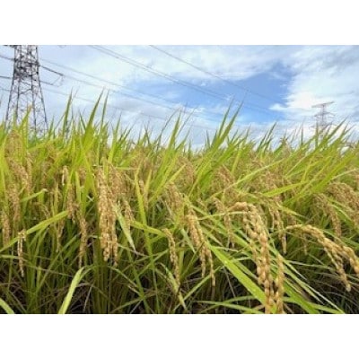 令和6年産 山形県産【はえぬき】精米 10kg(10kg×1袋)