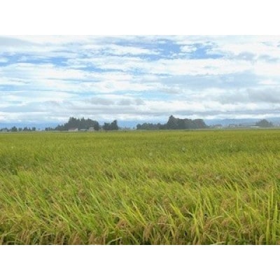 令和6年産 山形県産【はえぬき】精米 10kg(10kg×1袋)