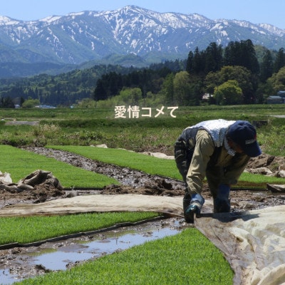 令和6年産 コンクール受賞農家直送 山形県産つや姫10kg【浦田農園 むすび米】