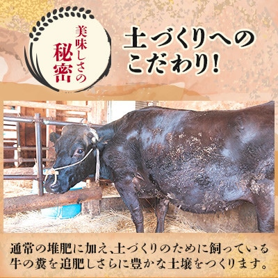【令和7年産】山形県産 特別栽培米 つや姫 精米 20kg(10kg×2) なおちゃんファームのお米