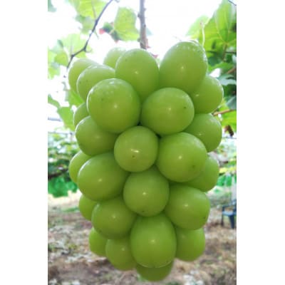 【先行予約】令和8年産 シャインマスカット 約2kg(3房～4房)