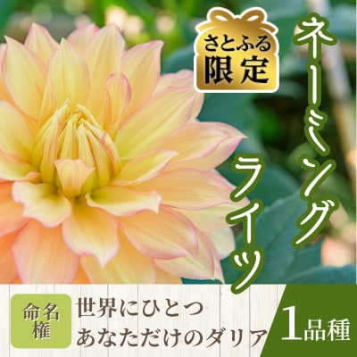 【さとふる限定】【命名権】川西ダリヤ園内の『ダリア』ネーミングライツ権