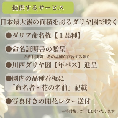 【さとふる限定】【命名権】川西ダリヤ園内の『ダリア』ネーミングライツ権