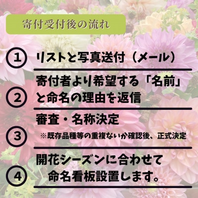 【さとふる限定】【命名権】川西ダリヤ園内の『ダリア』ネーミングライツ権