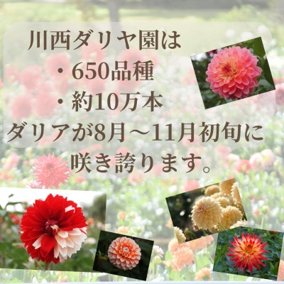 【さとふる限定】【命名権】川西ダリヤ園内の『ダリア』ネーミングライツ権