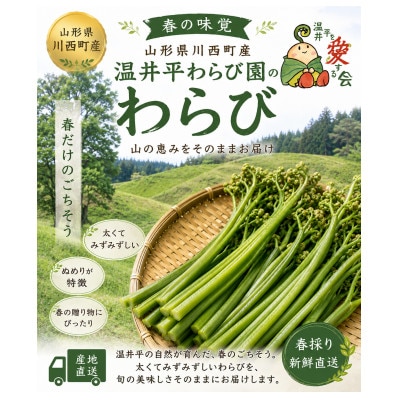 山形県川西町唯一のわらび園 温井平わらび 500g×4束