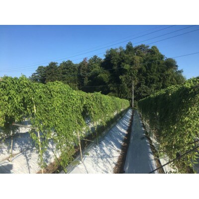 栃木県産　自然薯(カット品)約900g