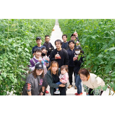 【さくら】糖度、酸度、うま味成分の三拍子が揃ったミニトマト!!