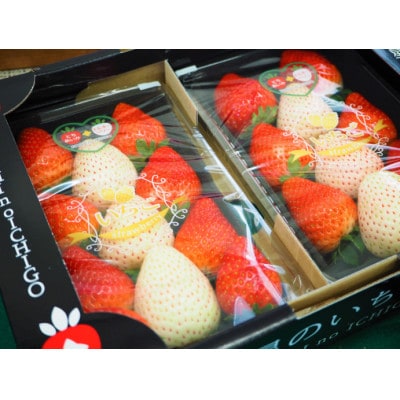 星のいちごの食べ比べセット 約300g×2パック