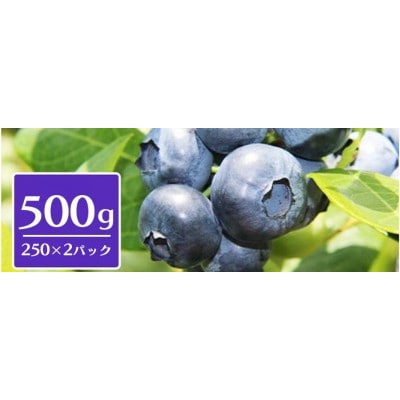 三春ブルーベリー250g×2パック【2026年6月下旬～順次発送】